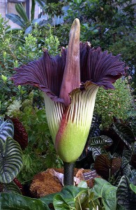 amorphophallus-titanum