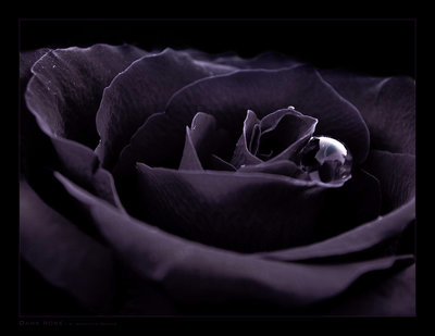 black_flower