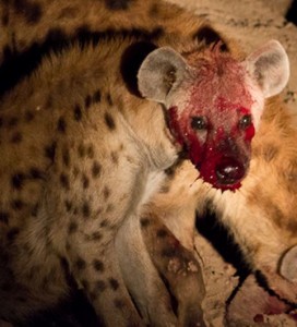 Bloody Hyena